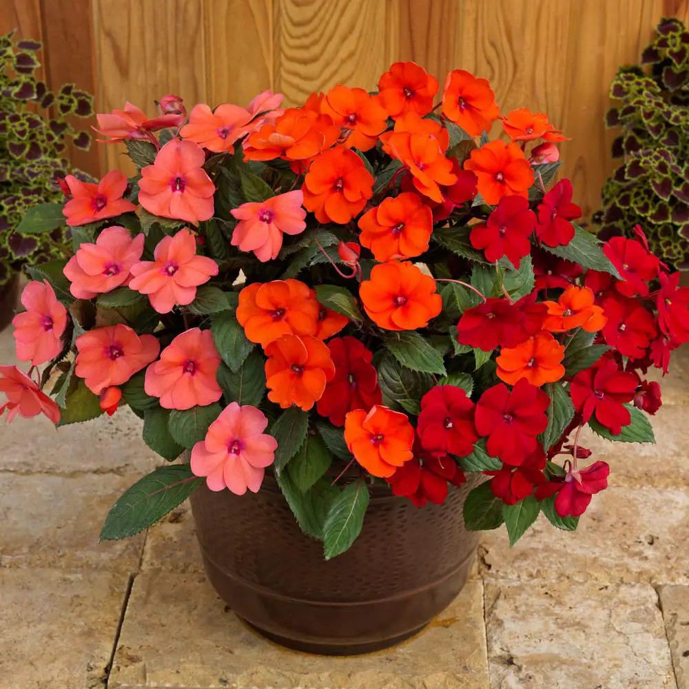 4 In. Salsa Mix Sunpatiens Impatiens Outdoor Annual Plant with Coral Pink, Hot C