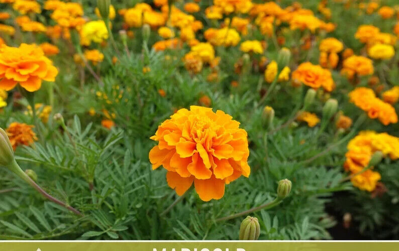 300+ FRENCH SPARKY Dwarf Marigold Mix~Orange, Yellow, Red Non-GMO Heirloom Seeds