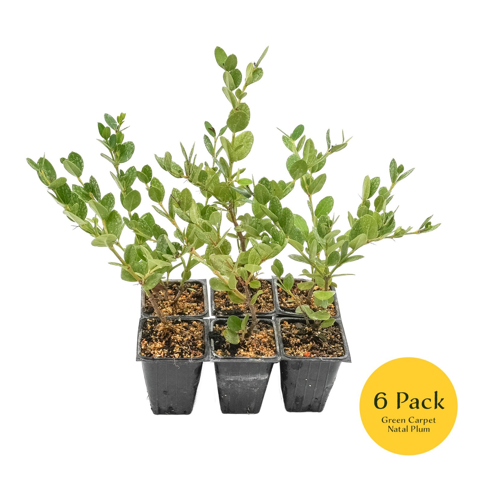 Green Carpet Natal Plum in 3.5″ Nursery Cubes | Carissa ‘Green Carpet’ Plants