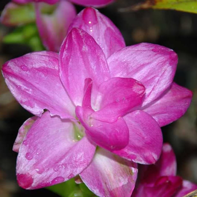 Curcuma Elata Hidden Ginger Lily Flower Striking Fuschia plant 1 live rhizome