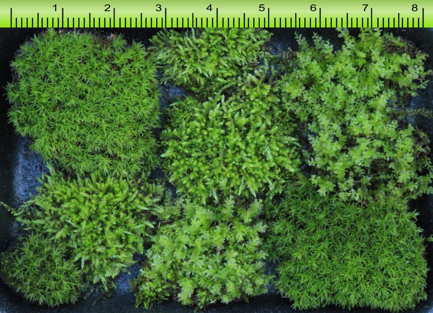 Live Moss -Top 3 Favorites Mix -FEATHER -SMALL STAR -GEM THYME Terrarium 48″ sq.