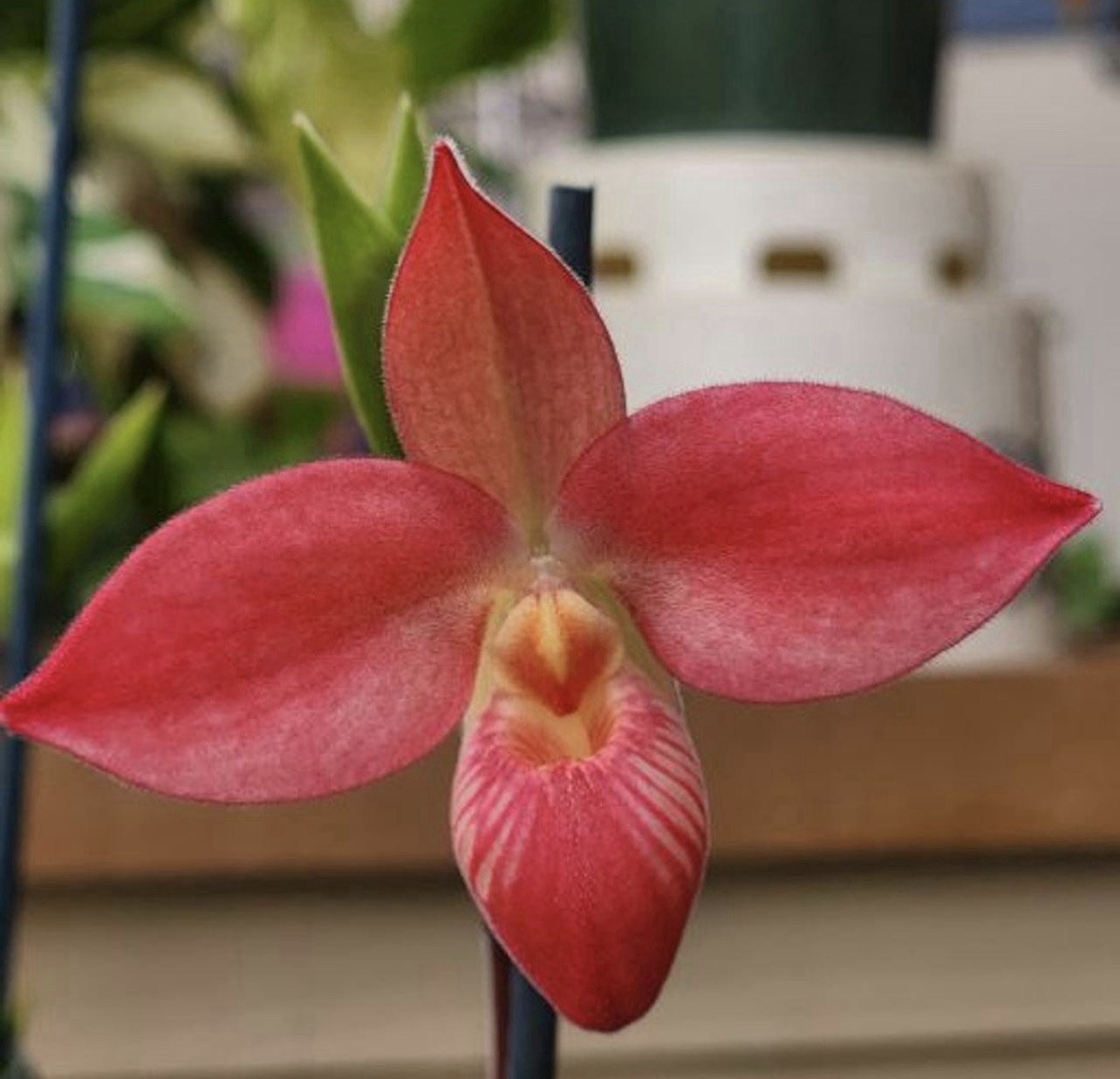 In spike! Phragmipedium Acker’s Angel, long lasting flowers