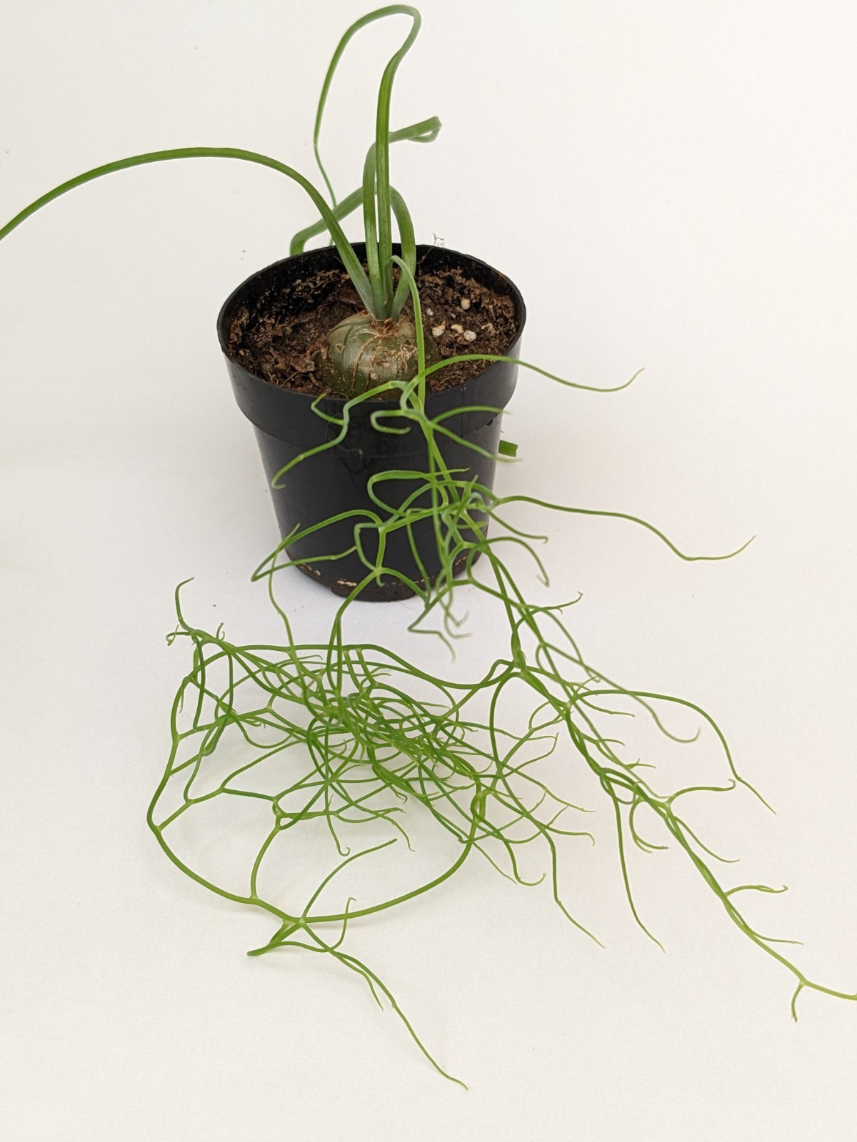 bowiea volubilis Climbing Onion plant, 3/4 to 1 inch bulb