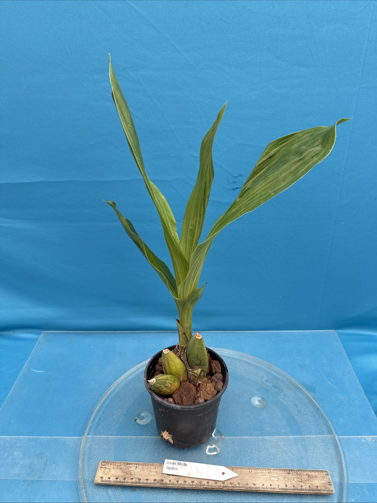 Lycaste Ingapirca Amber Red Gold Bloom Size Orchid Hybrid 4.5” Fresh RePot