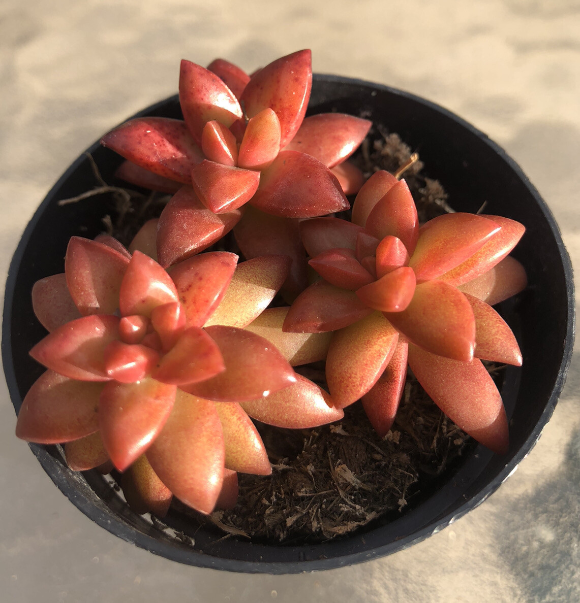 Sedum ‘Shooting Stars’, Comes in a 2.5″ pot