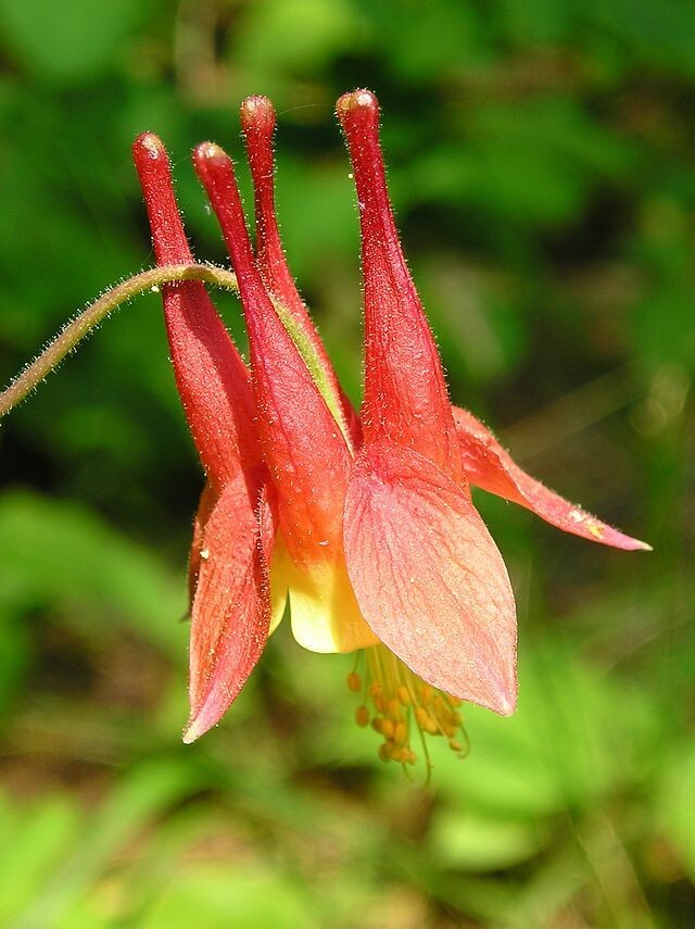 WESTERN RED COLUMBINE, 200 SEEDS, AQUILEGIA FORMOSA, SITKA COLUMBINE