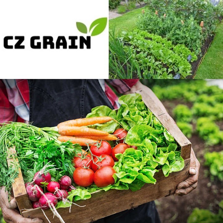 100 Swiss Chard Seeds for Planting Rare Colorful Garden Vegetable