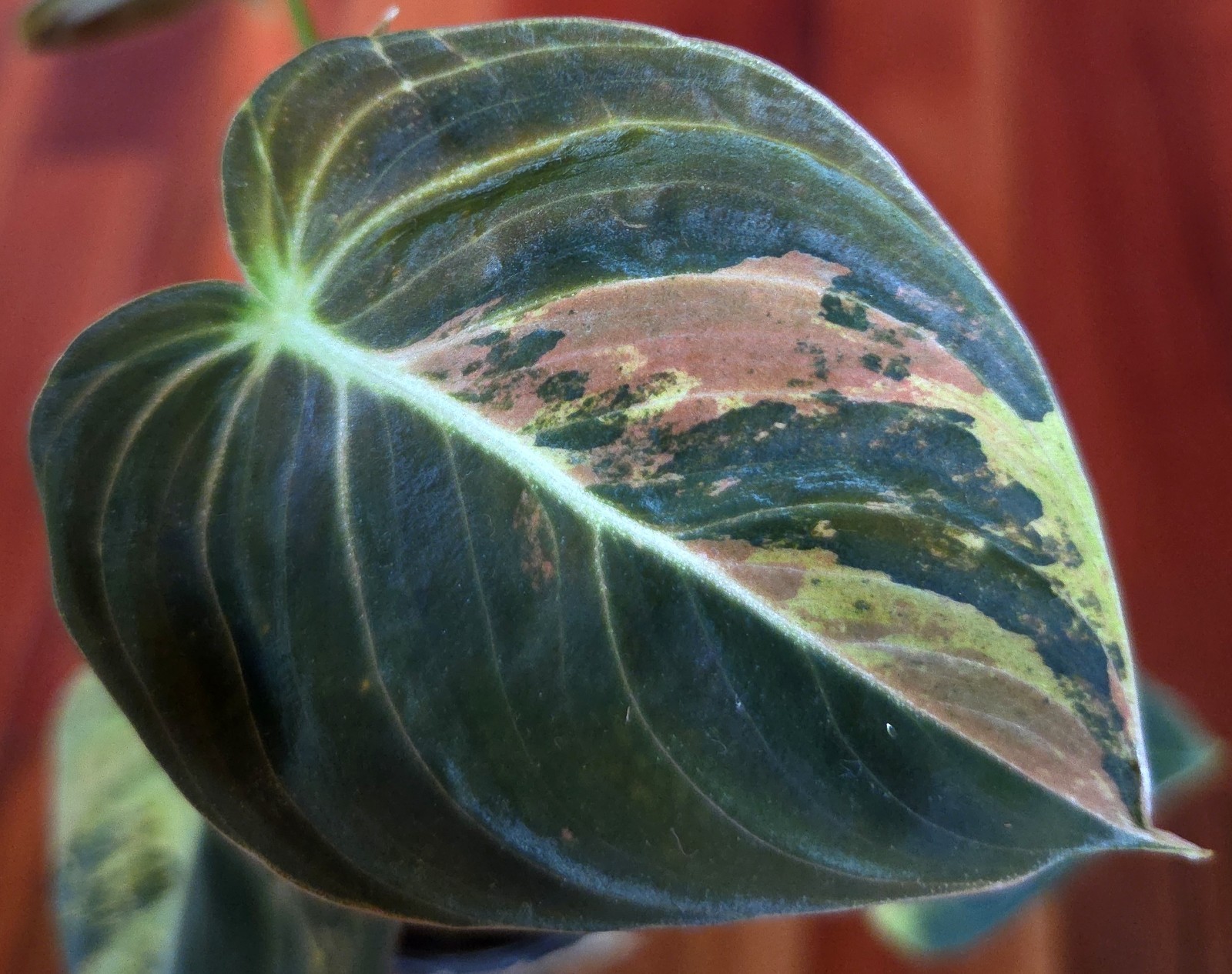 Rare Philodendron Variegated Melanochrysum 14″ Tall Not Anthurium Aroid Monstera