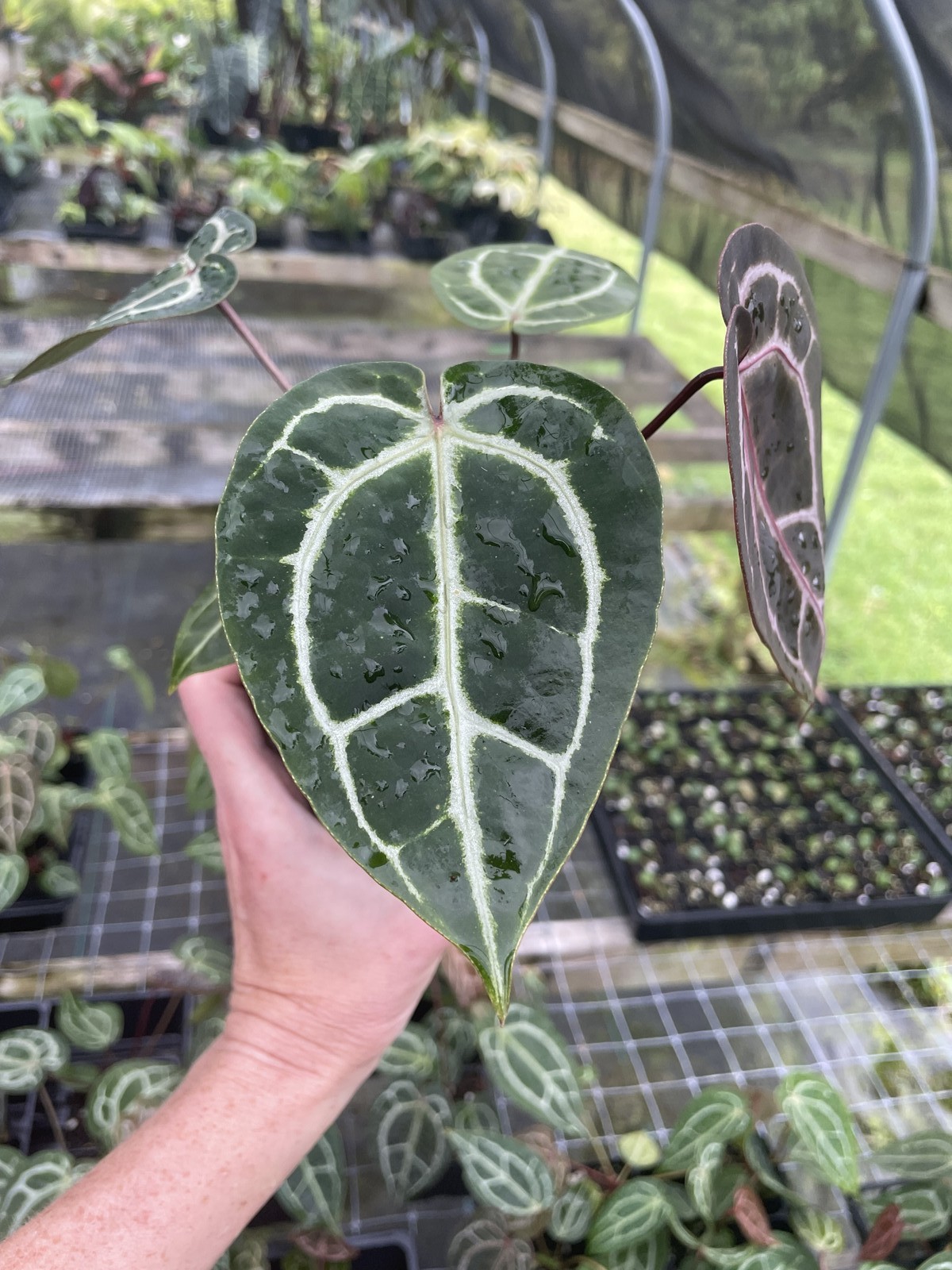 Anthurium Red Crystallinum Doc Block 4″ pot, Fedex 2day*