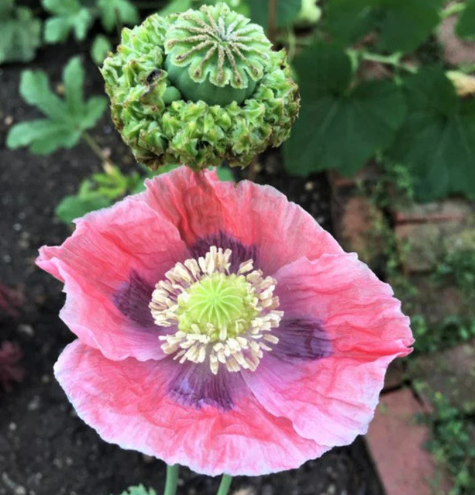 Landscaper’s Pack THE ULTIMATE POPPY MIX w/ Breadseed Papaver Non-GMO 5000 Seeds