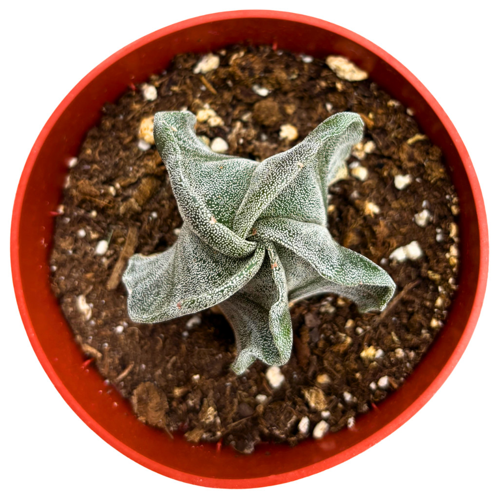 Astrophytum myriostigma – Bishop’s Cap Cactus Rare Live Plant (4″ Pot)