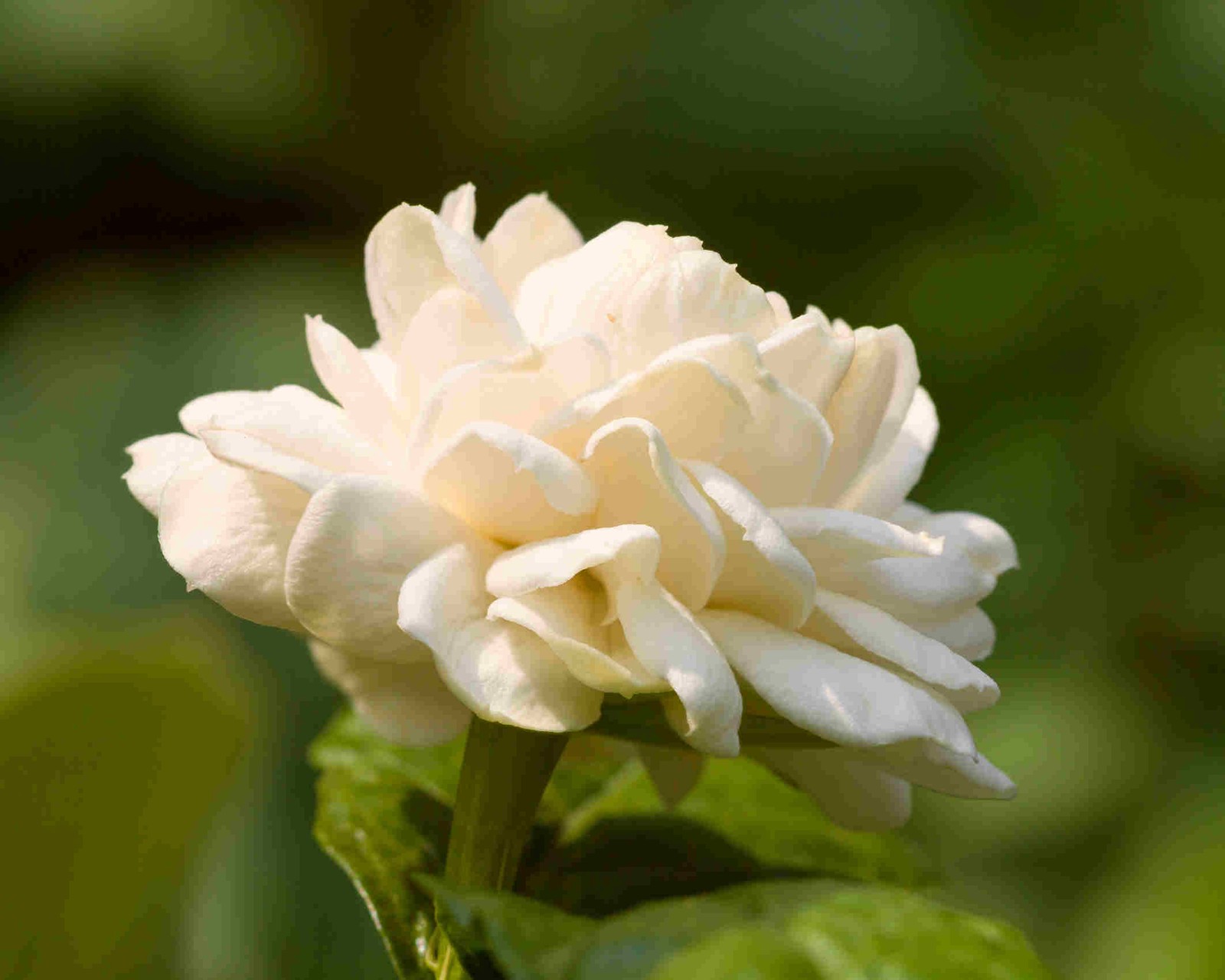 Little Duke Arabian Sambac Jasmine Live Plant Fragrant 12″ Tall 8B Cold Tolerant