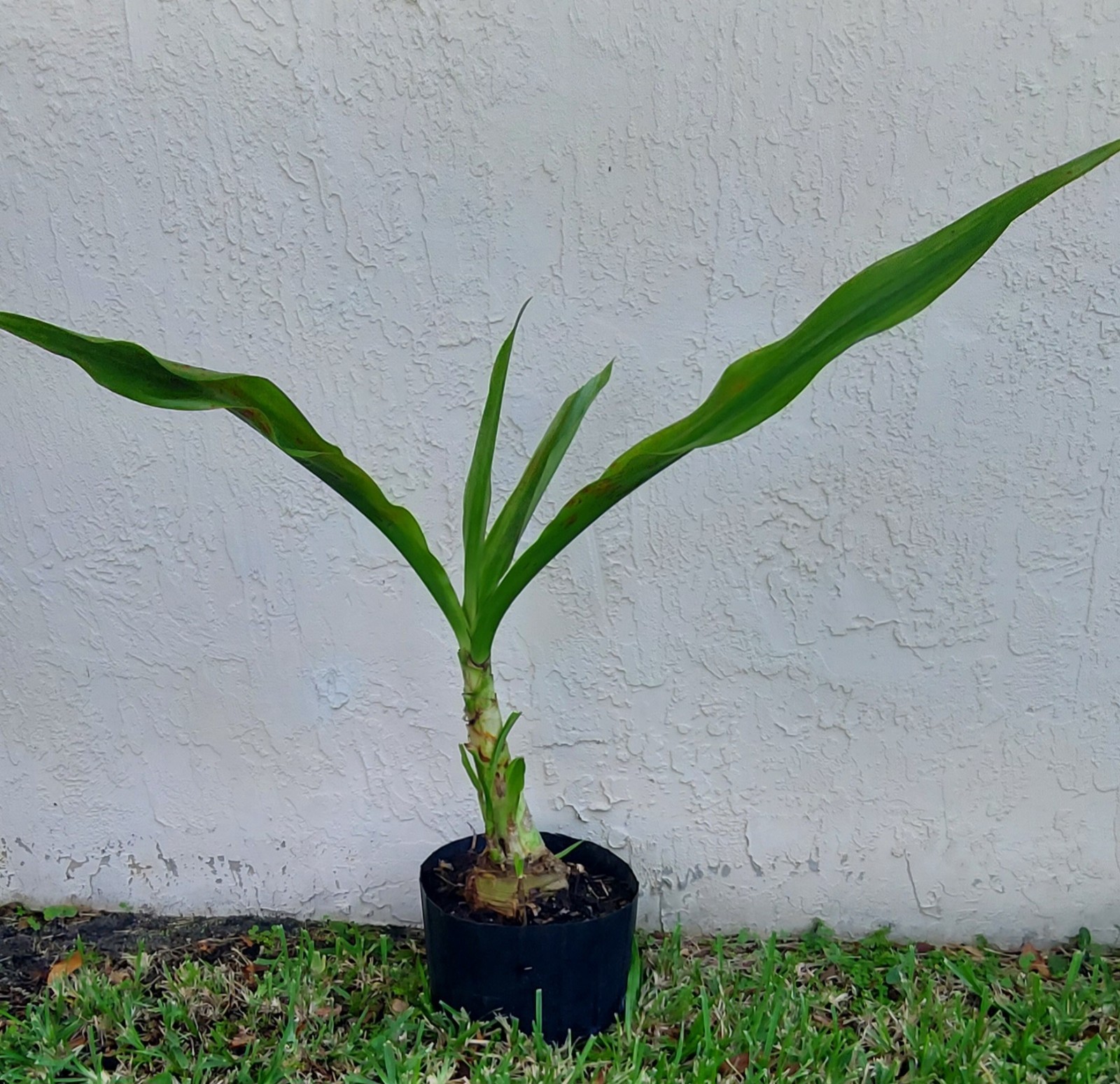 Giant White Lilly Spider Crinum Asiaticum Live Indoor Outdoor Large 24″ Plant