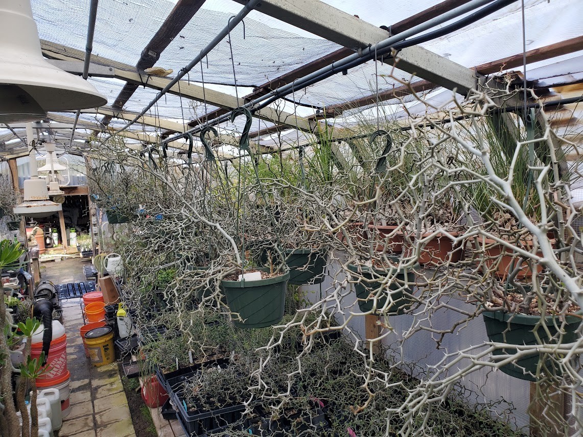 Decarya madagascariensis – Zig Zag Plant – Madagascar – Rooted Lot Dm14