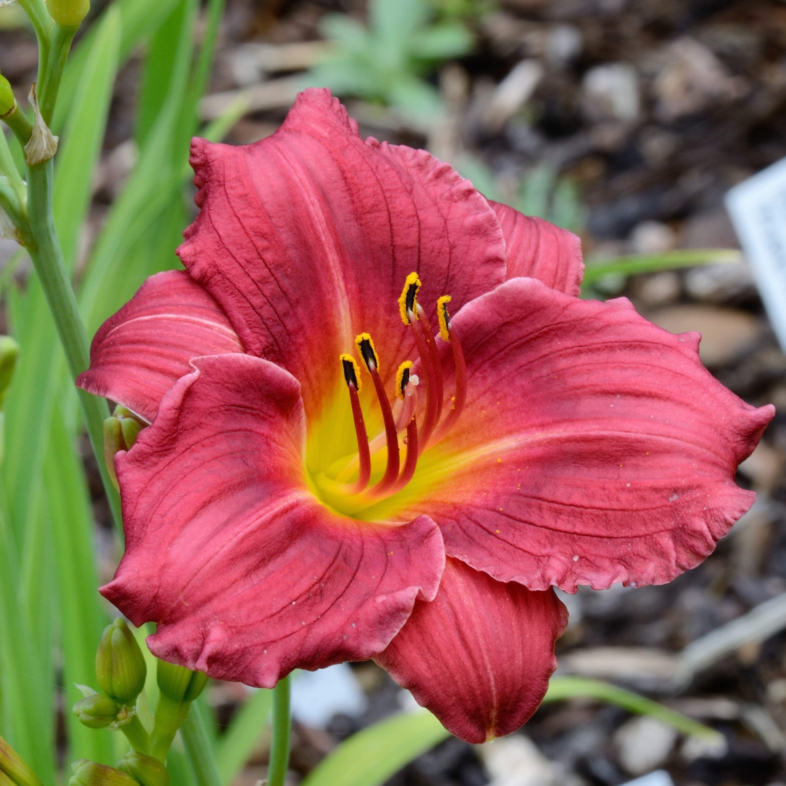 10 MIXED COLORS DAYLILY Hemerocallis Day Lily Fine Mix Red Purple Flower Seeds
