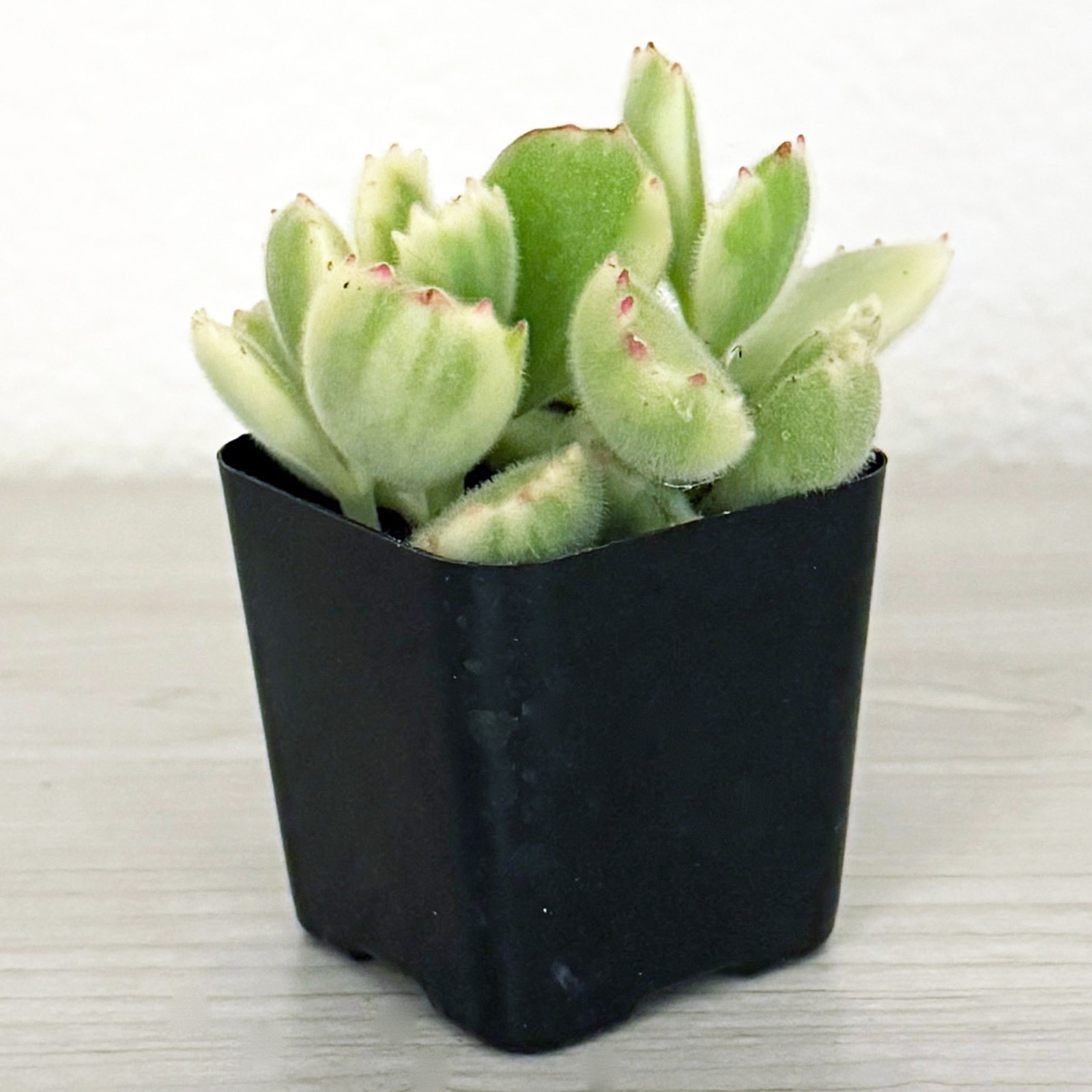 Succulent Live Plant – Cotyledon Tomentosa Var. Bear Paw – Live Plants In 2″ Pot