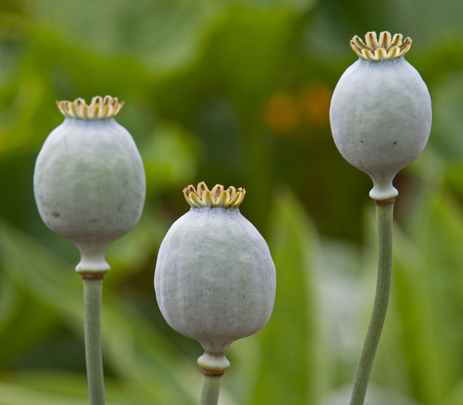3,000 – 1 Gram Peshawar White Poppy Seeds – P. Somniferum – Giant & Solid White