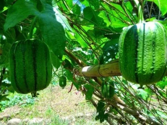 25 Taiwan APPLE LUFFA Hybrid Seeds 蘋果絲瓜 Very Sweet Can Be Eaten Raw. 2025 Seeds.