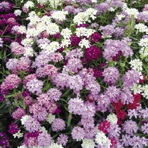 CANDYTUFT Flower Seeds, Iberis Umbellata, Mixed Colors,