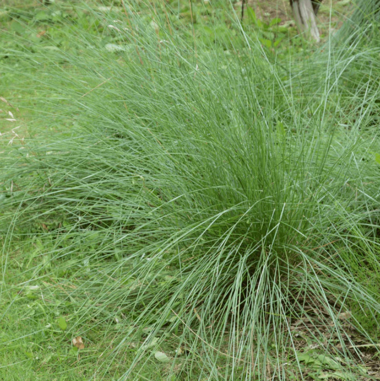 Deer Muhly Grass Live Plant – 1 Gallon – Drought-Tolerant Native Grass