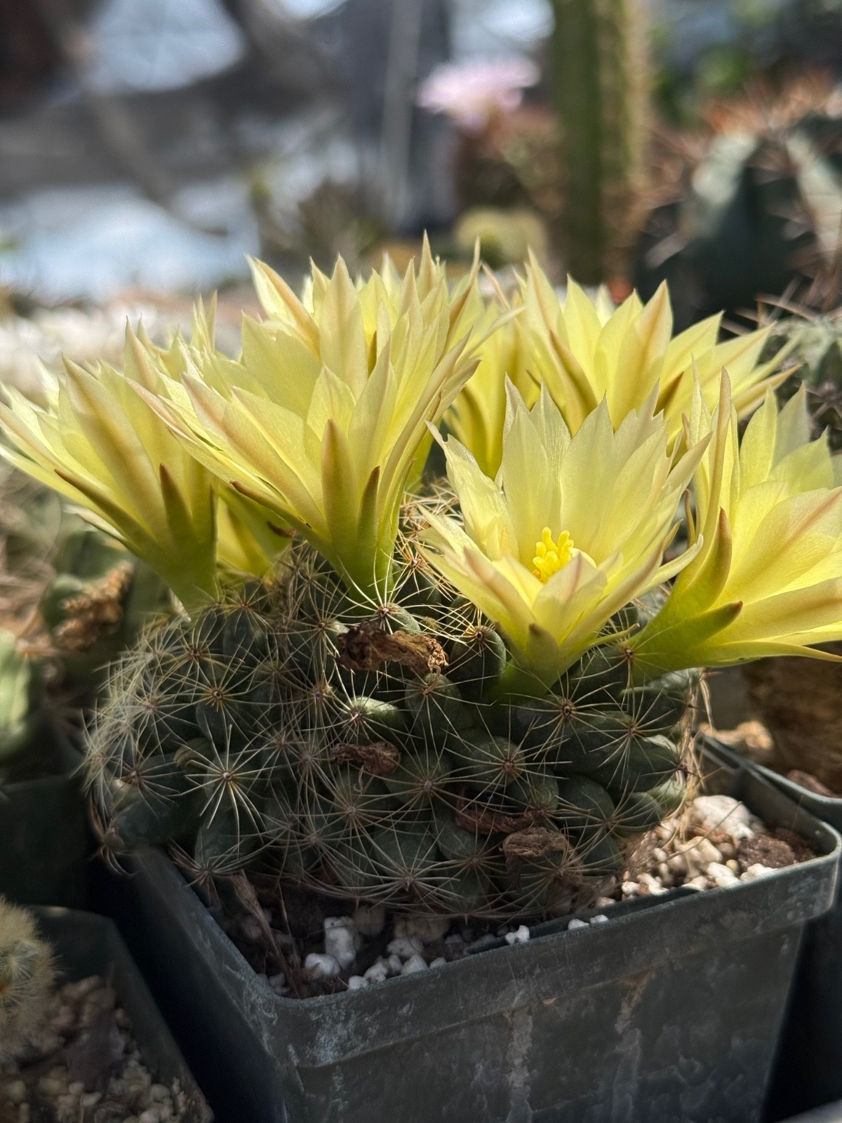 Mammillaria sphaerica, cactus plant