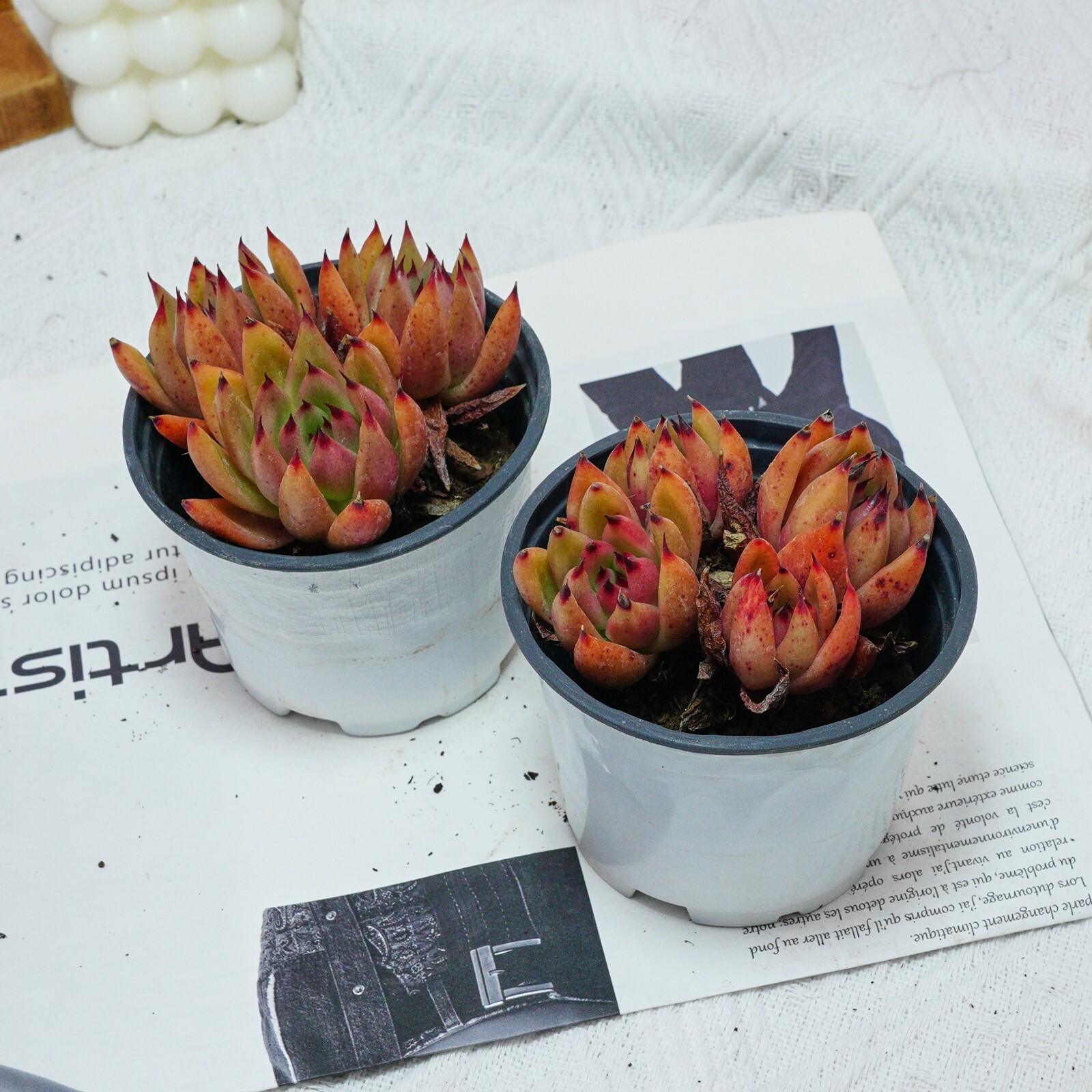 4” Echeveria Red Umbrella, Live Succulent Plants,Rare Plants