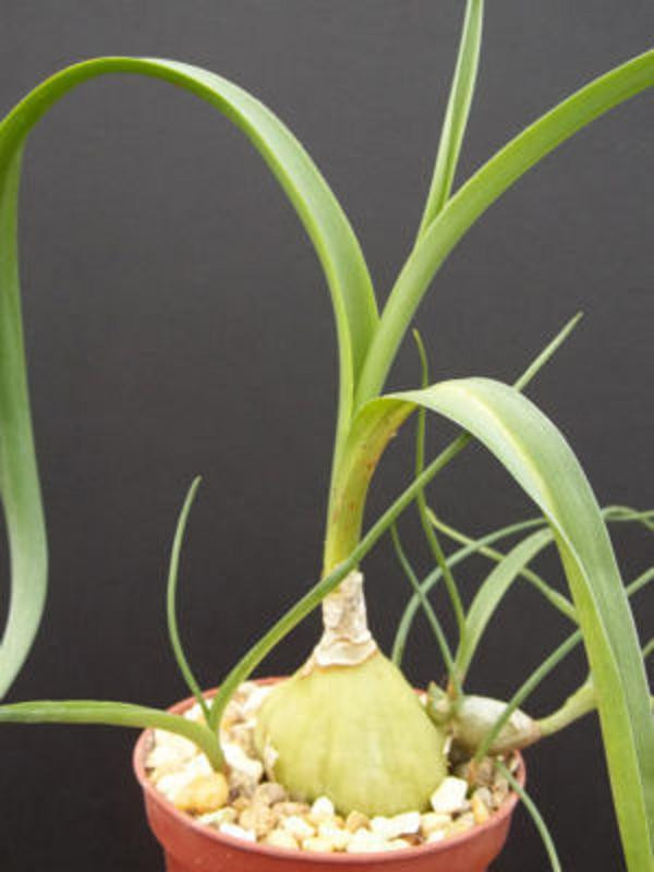 ONE SEEDLING Pregnant Onion ornithogalum caudatum rare succulent bulb False Sea