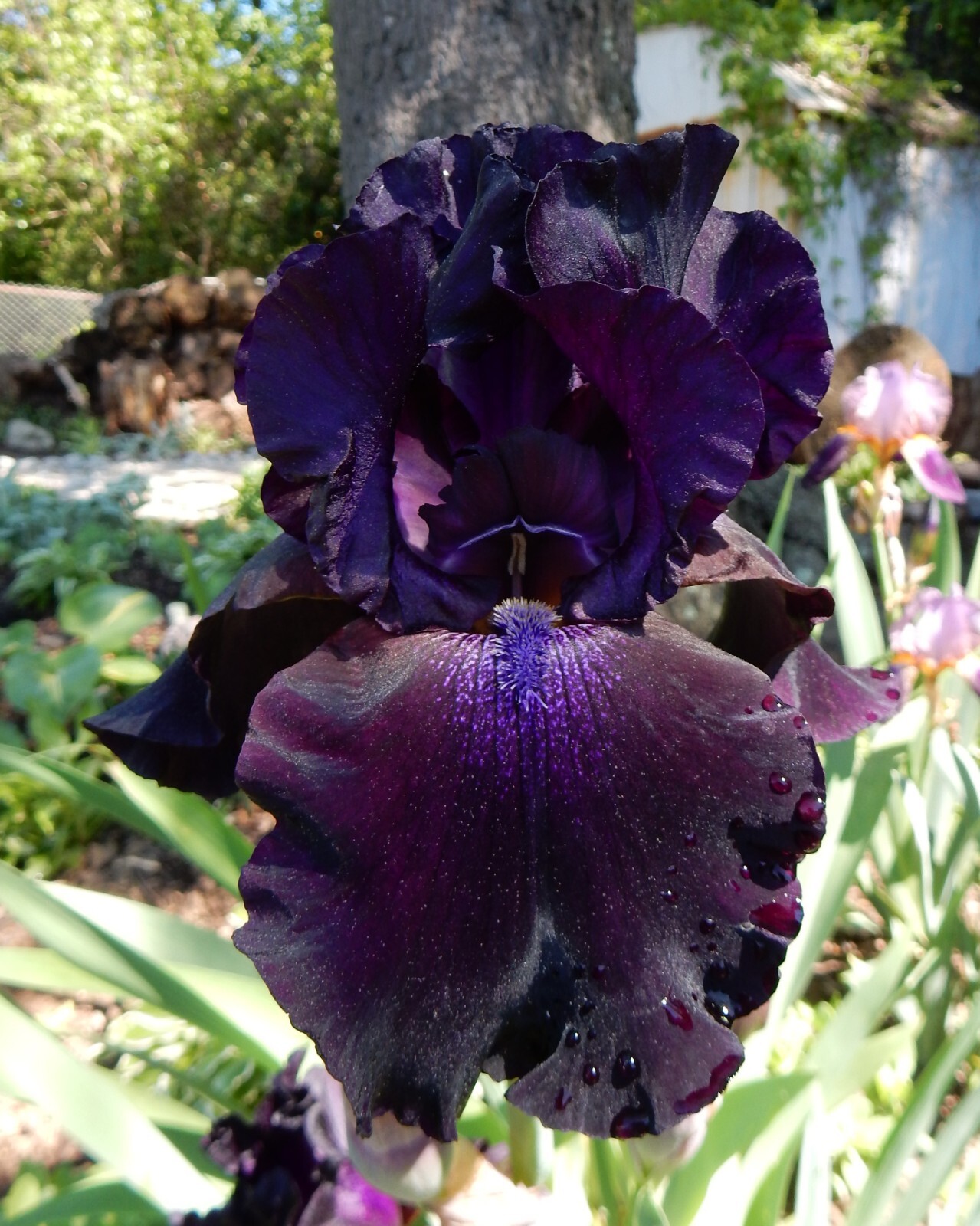 SUPERSTITION GERMAN BEARDED REBLOOMING IRIS – 1 Plant/ Rhizome