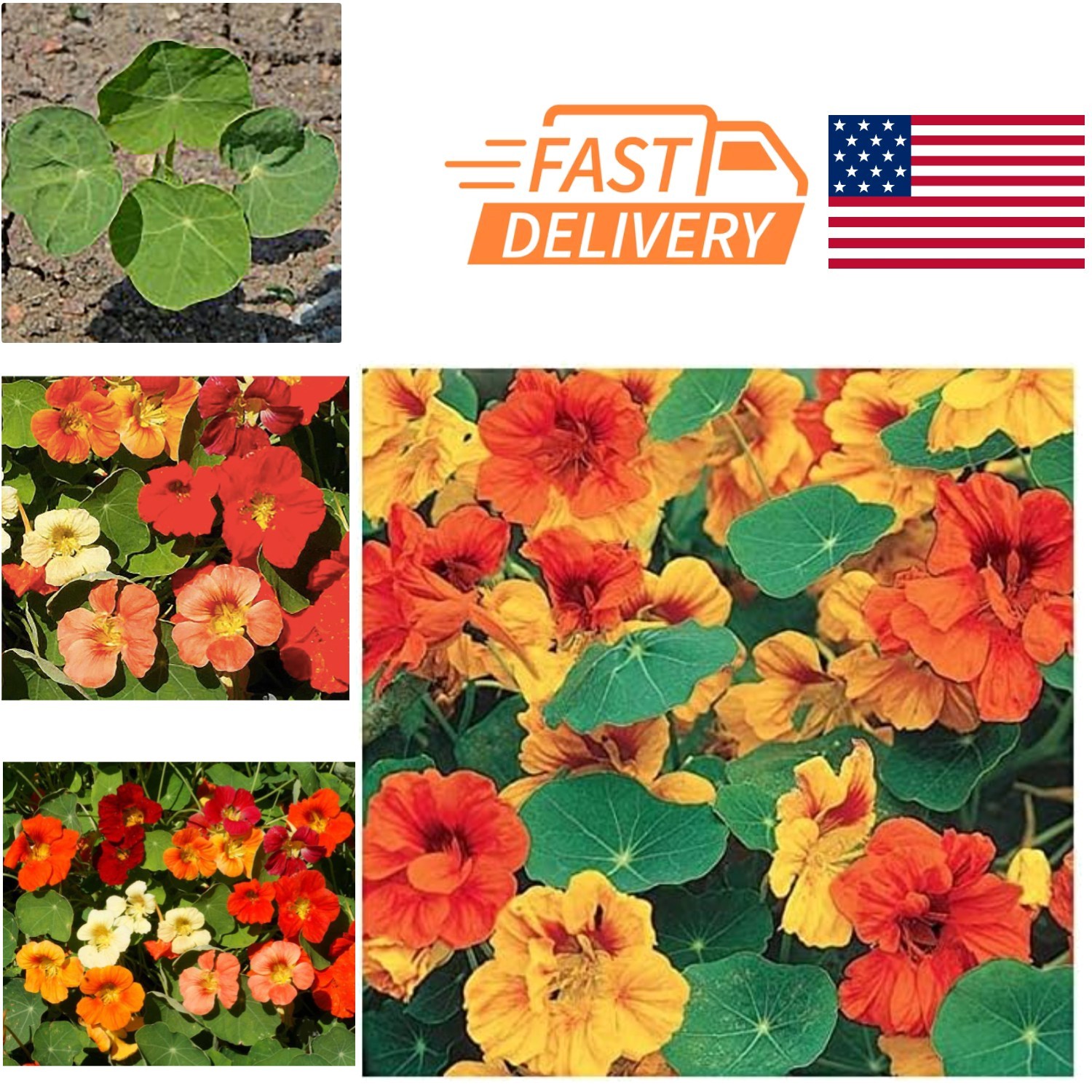 Pollinator Friendly Nasturtium Seeds Long Blooming Season Low Maintenance
