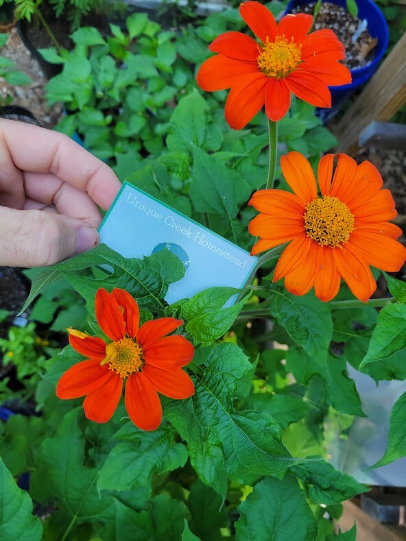 MEXICAN SUNFLOWER Seeds Bees Butterflies Hummingbirds LOVE THEM! Pollinators