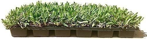 Seville | Sod Plugs | Stenotaphrum Secundatum | Low Maintenance | Hardy Lawn