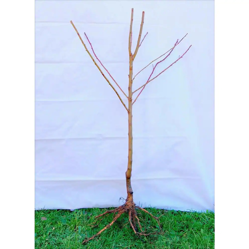 3 Ft. Frost Peach Tree Semi Dwarf with Cold Hardy and Delicious Fruit