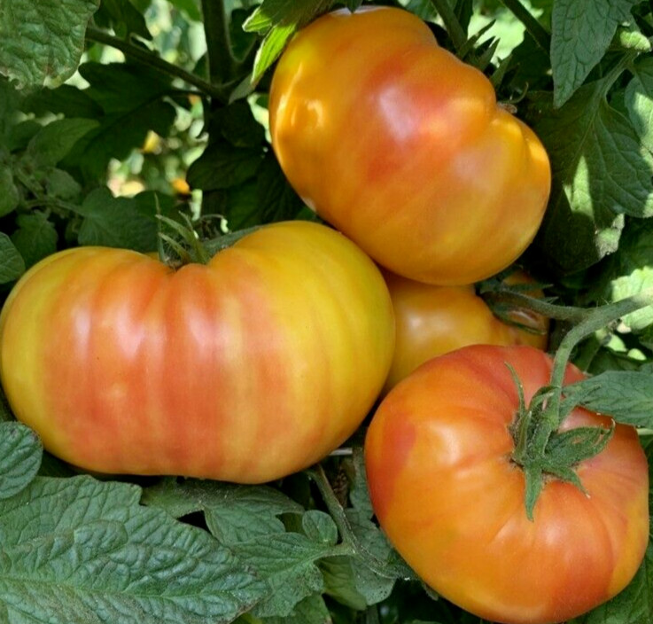 HILLBILLY TOMATO SEEDS 50+ BEEFSTEAK Indeterminate GARDEN vegetable FREE SHIP
