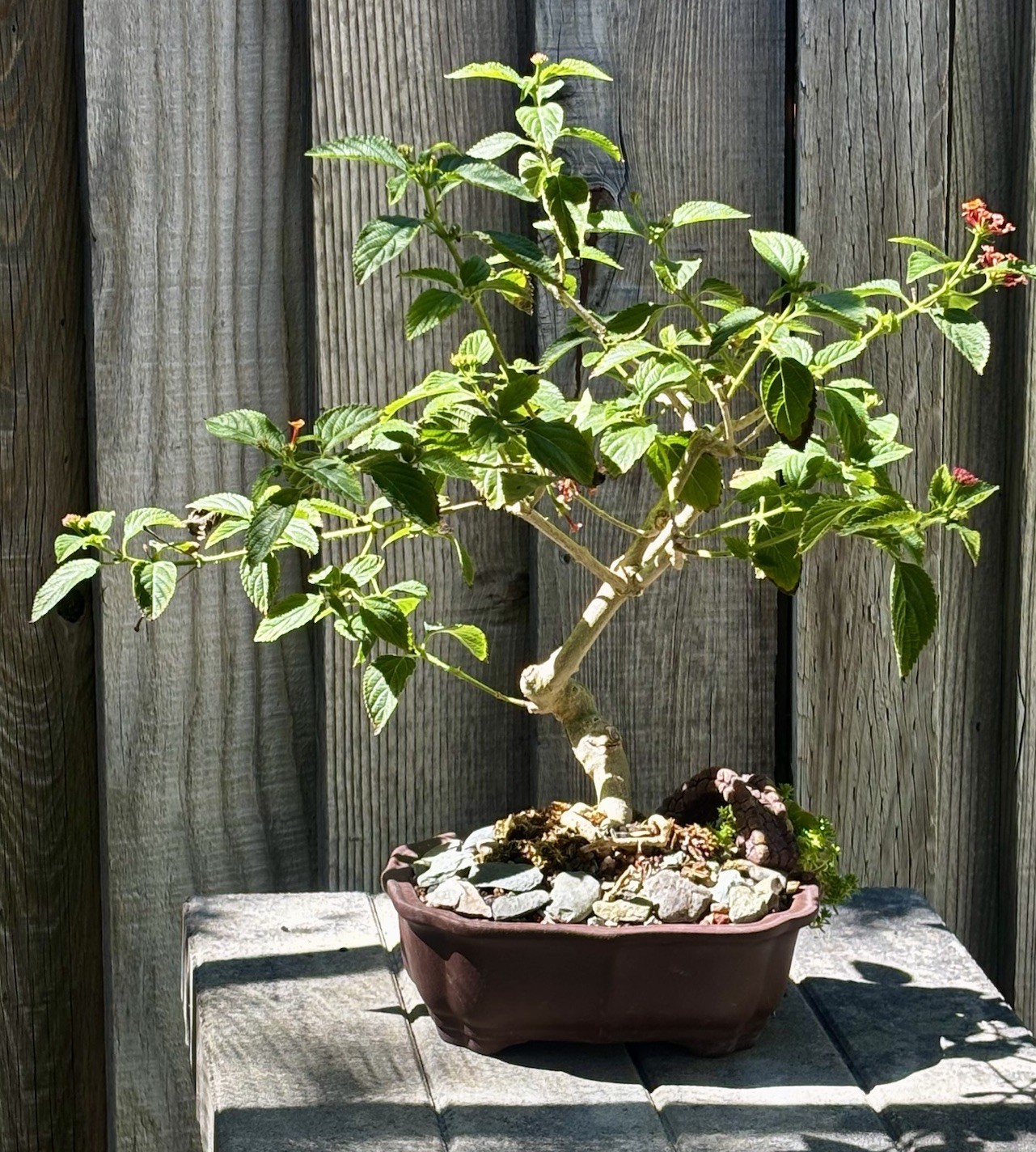 17 YEAR OLD LANTANA BONSAI TREE