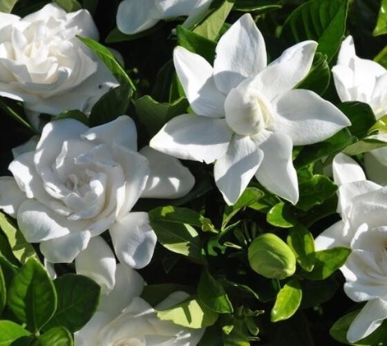 ( 1 ) – Summer Snow Gardenia® – Starter Plant ( 4L ) ( 1 live plant )