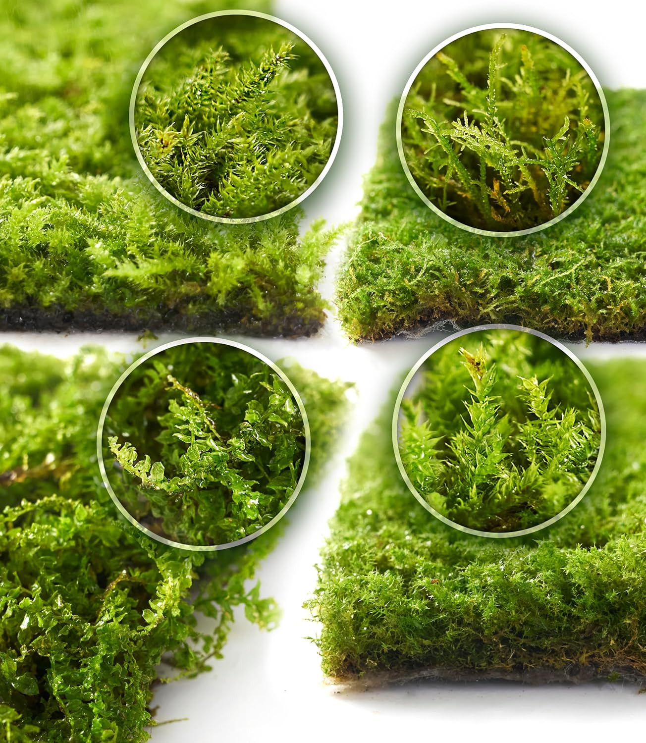 Live Moss 4-Pack for Terrariums,Potted Plants & Floral Decor | Random Varieties,