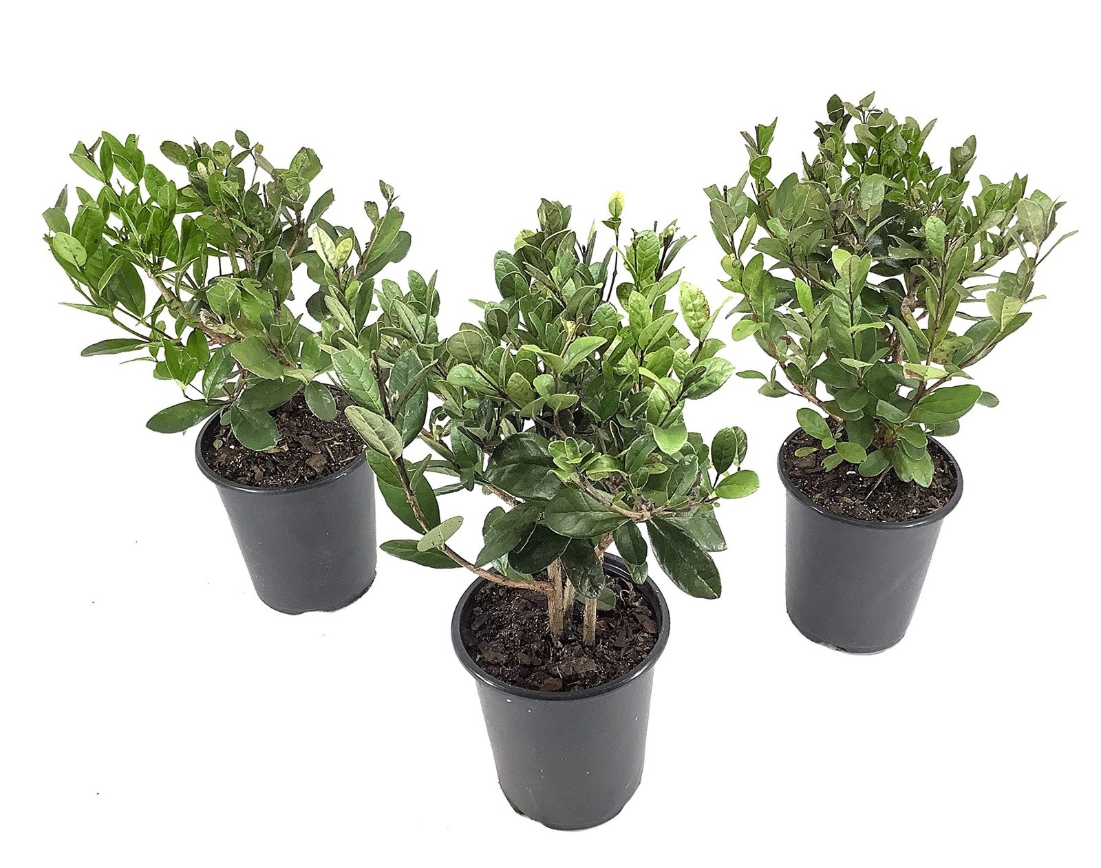 Pineapple Guava Plant – Live 4 Inch Plants – Feijoa Sellowiana – Edible…