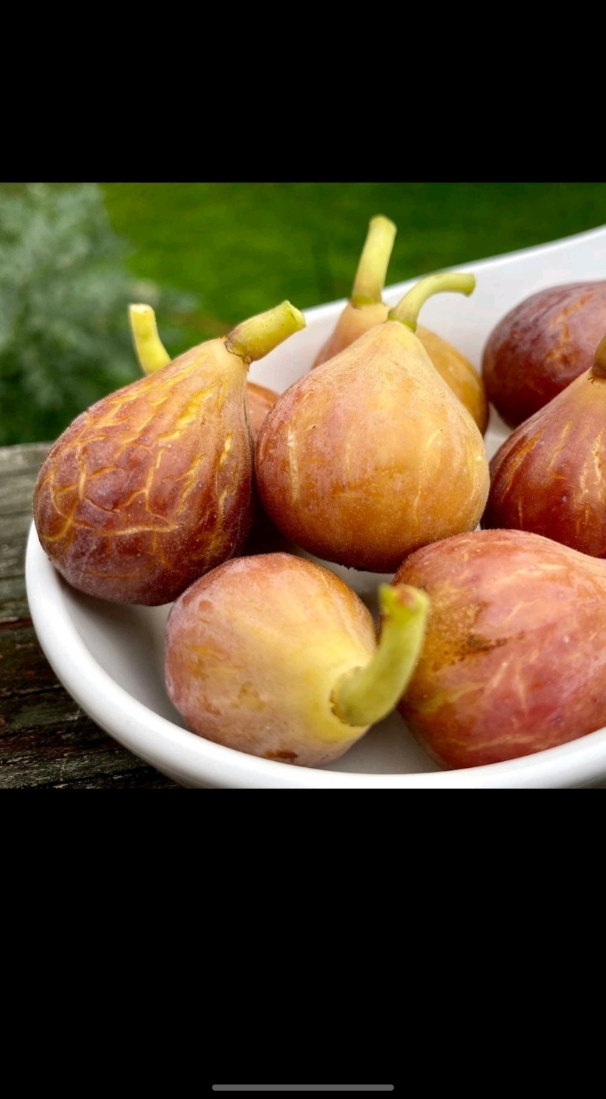 Celeste Fig Mature Plant, Thick Trunk Well Rooted