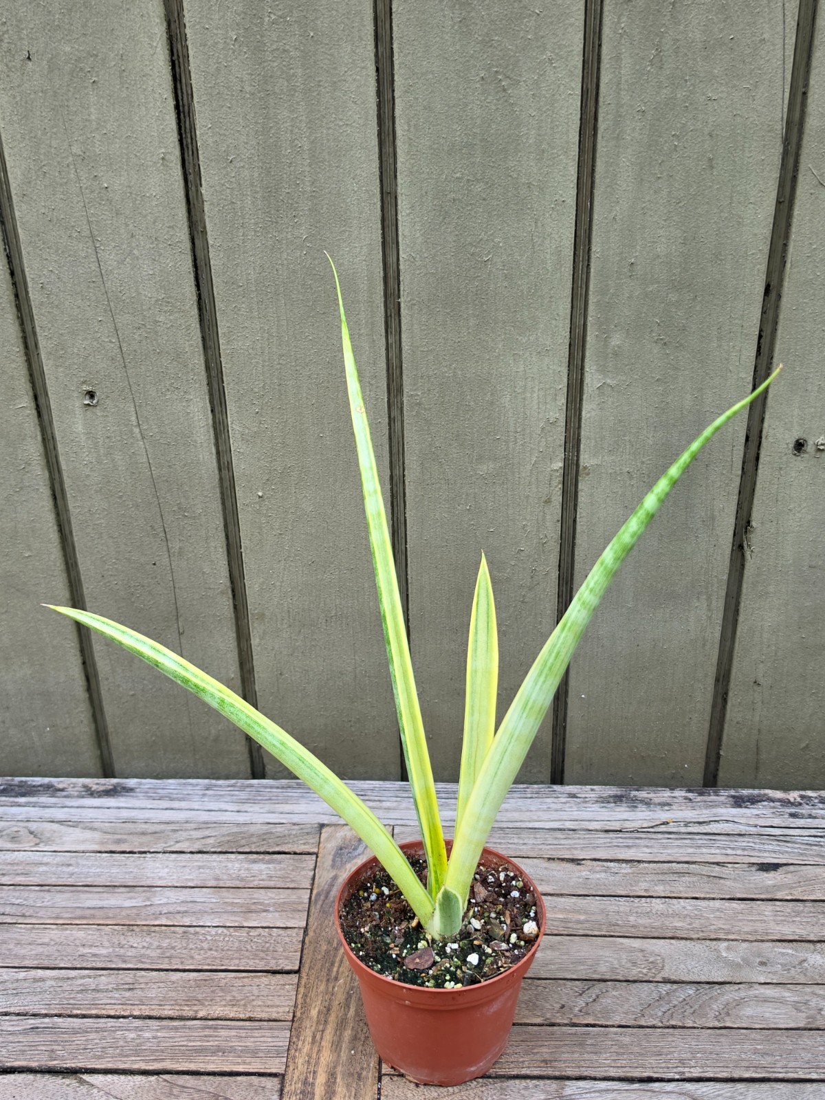 Sansevieria Uganda silver variegated rare succulent plant 4”pot