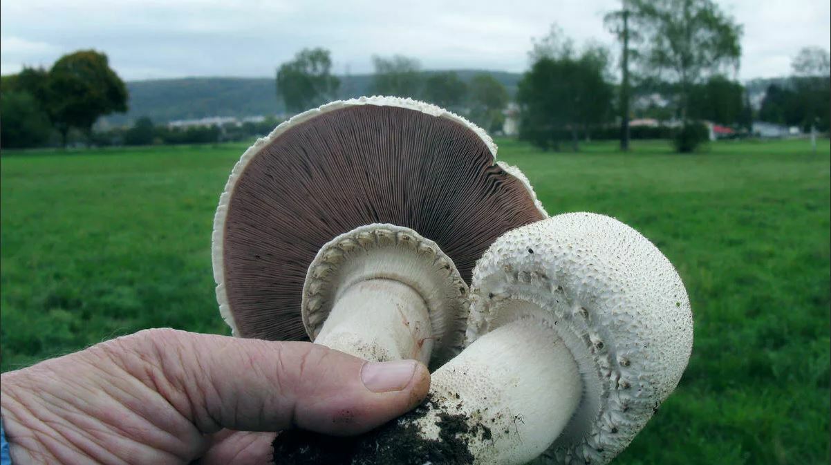Seeds Mushroom Champignon GIANT Mycelium Spawn Dried Spores Organic Ukraine