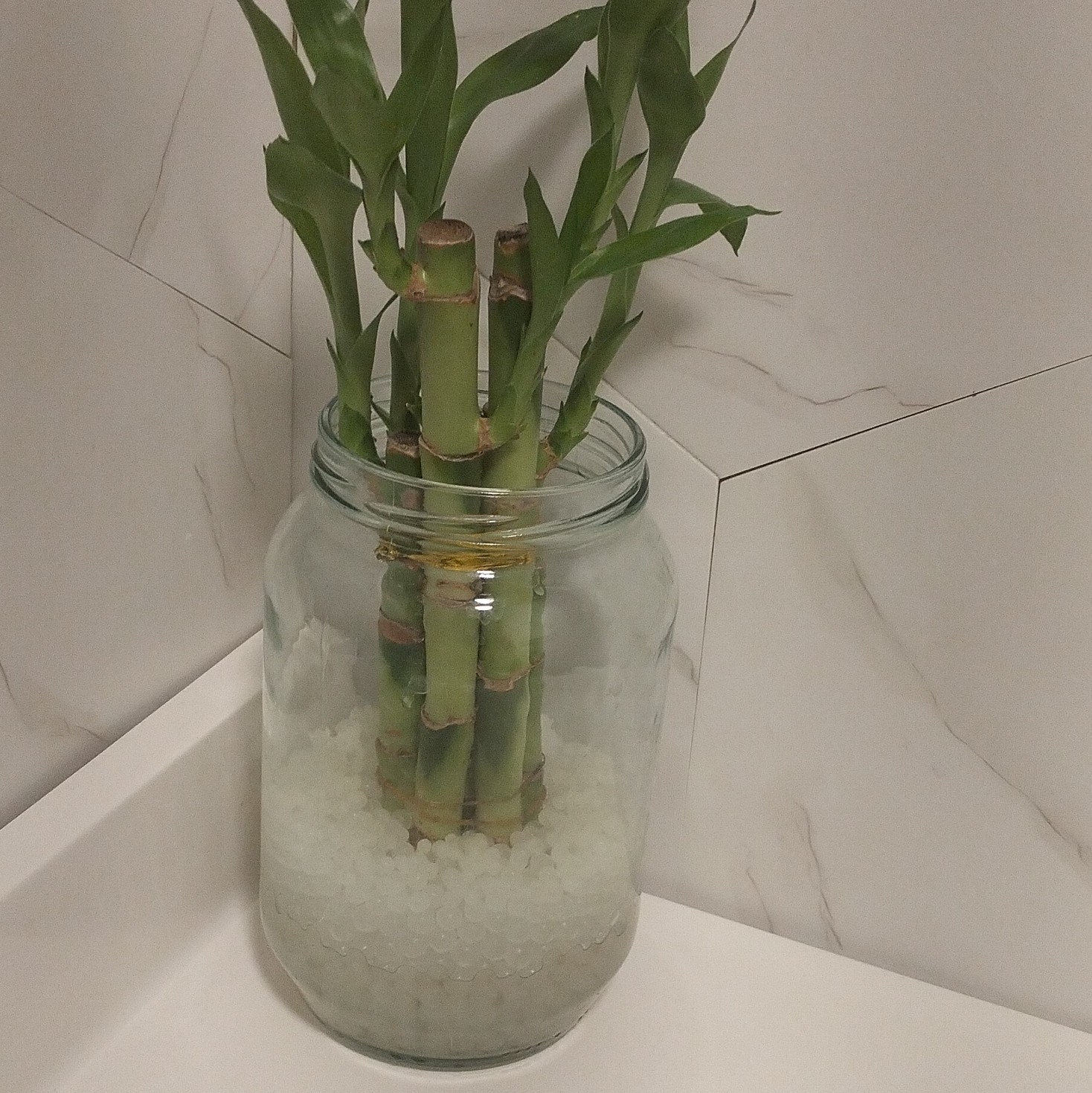 Lucky Bamboo Indoor Evergreen Cutting in Glass Jar .