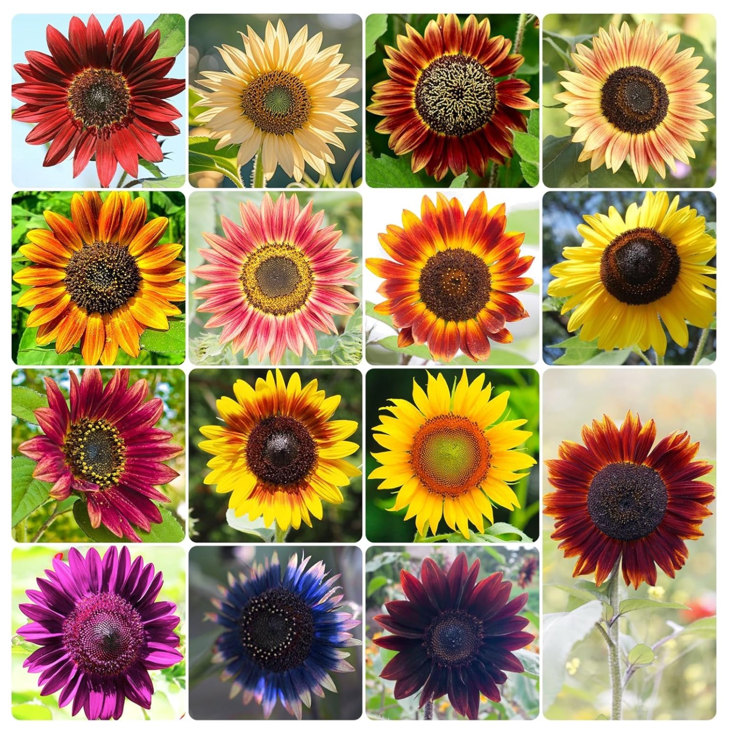 Sunflower Seeds 15+ Varieties for Planting | 300+ Mixed Color Outdoor Seeds