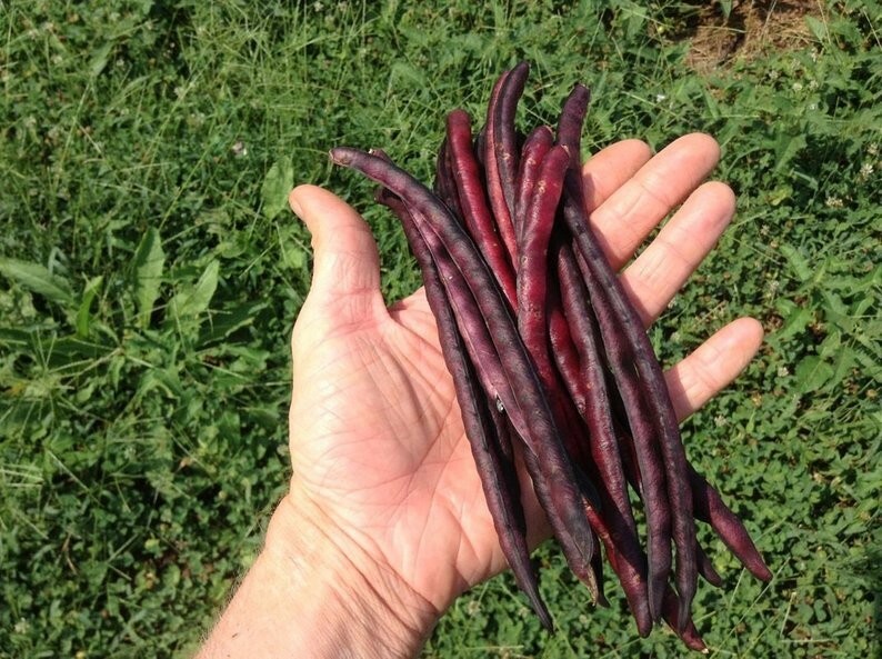 2000+seed~1 Lb TOP PICK Pinkeye Purplehull Peas Southern Cowpea Germination 80%