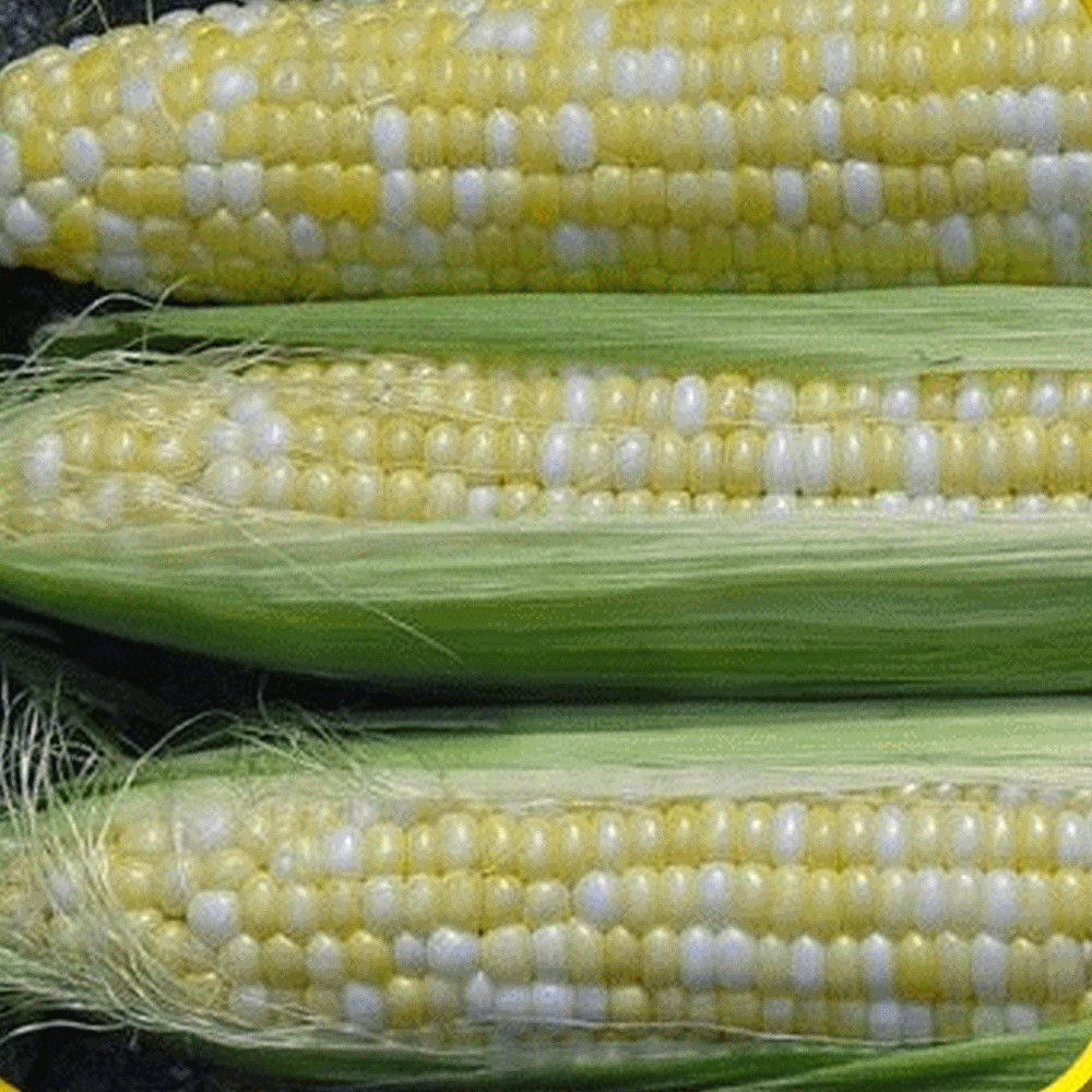 Sweet Corn Seed: Serendipity Sweet Corn Seeds. Fresh Seed FREE SHIP!!!!!