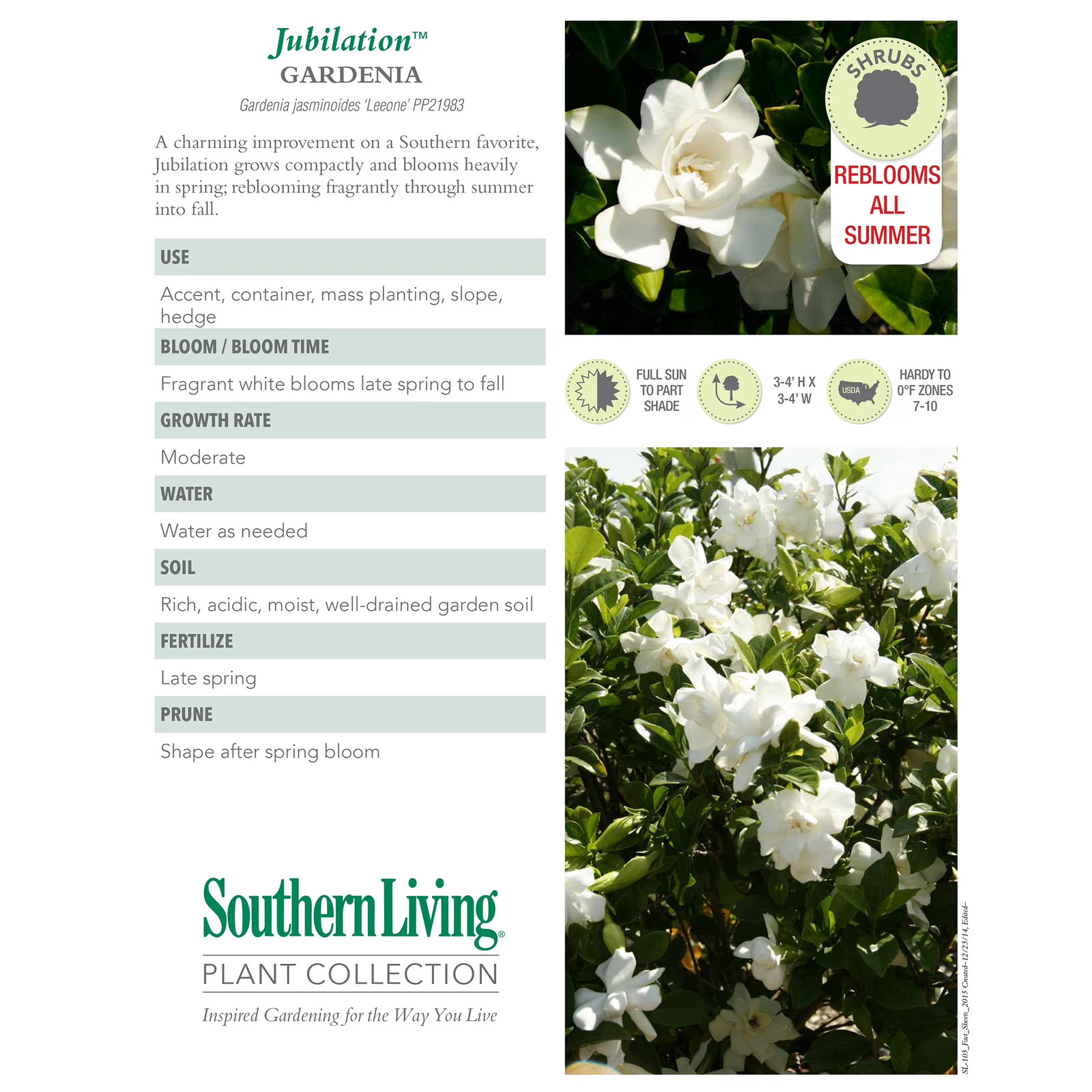 Jubilation Gardenia Live Shrub in 2-Gallon Grower Pot