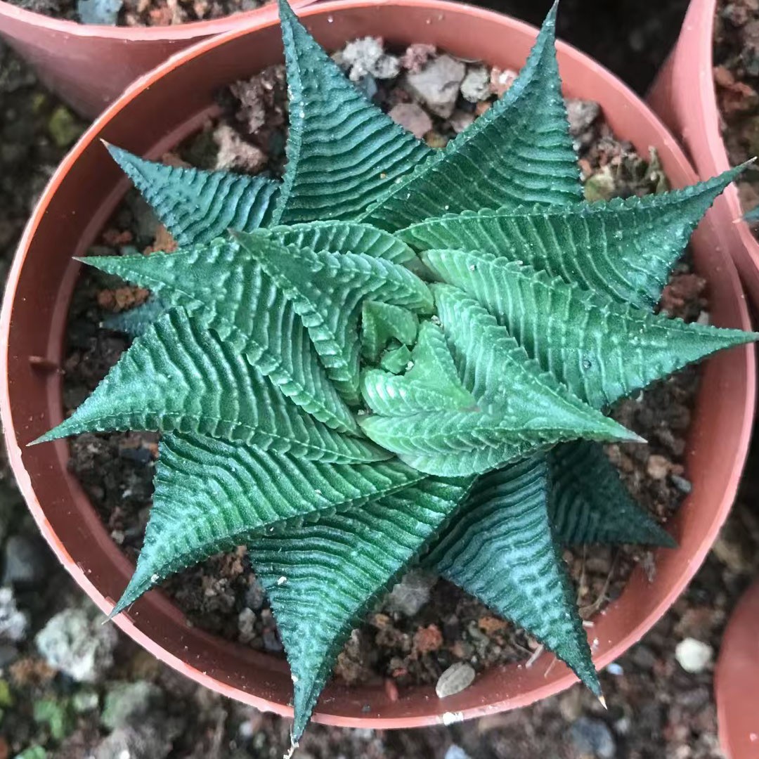 Rare Succulent Plants | Live House Plants for Home Office and Garden Decor