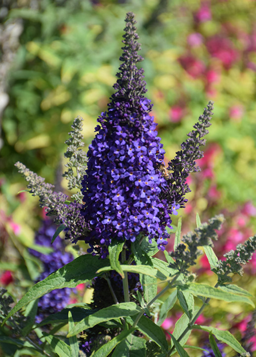 Buddleja Davidii Buzz Midnight Live Plant Plug – 1–3″ Tall – Bush Perennial