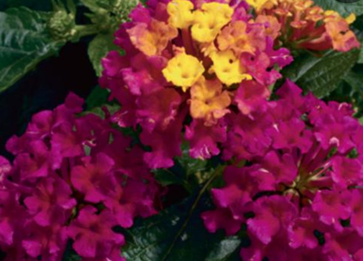 Lantana Bandana Cherry Live Annual Plants/Plugs, 4 “baby” Plants, Size 102 Plugs