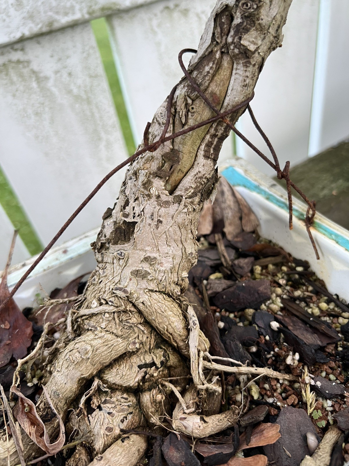 Old Ginkgo Biloba Bonsai Tree 。 13 Years Old。 really Nice Movement And Base