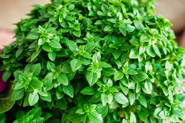 400 SWEET BASIL SEEDS | SALE FREE SHIPPING NON GMO